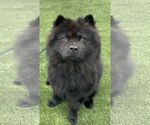 Small #1 Chow Chow