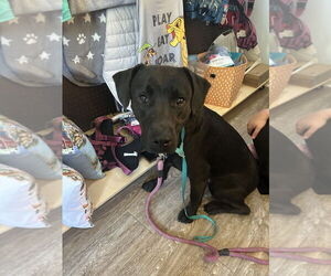 Labrador Retriever Dogs for adoption in Foristell, MO, USA