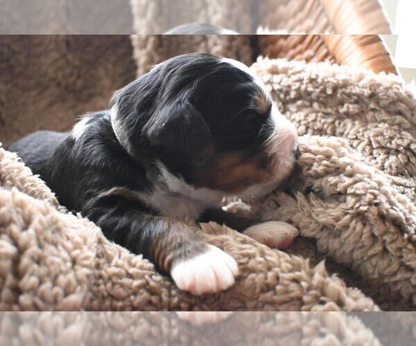 Medium Photo #3 Bernedoodle Puppy For Sale in ELMWOOD, IL, USA