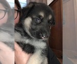 Small Photo #3 German Shepherd Dog Puppy For Sale in MCDONOUGH, GA, USA