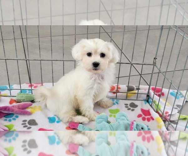 Medium Photo #10 Zuchon Puppy For Sale in ORO VALLEY, AZ, USA