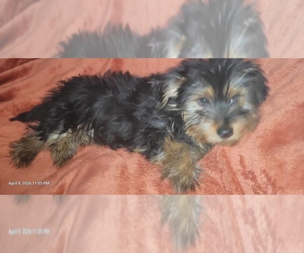 Medium Photo #20 Yorkshire Terrier Puppy For Sale in AKRON, OH, USA