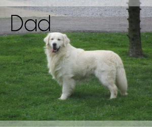 Father of the English Cream Golden Retriever puppies born on 02/11/2021
