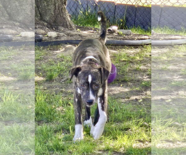 Medium Photo #21 Mutt Puppy For Sale in Mount Laurel, NJ, USA