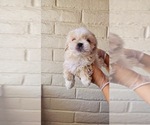 Small Photo #3 Shih Tzu Puppy For Sale in EL PASO, TX, USA