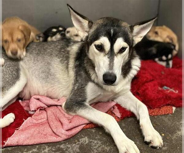 Medium Photo #1 Siberian Husky Puppy For Sale in Stockton, CA, USA