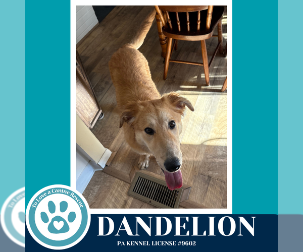 Medium Photo #2 Golden Retriever Puppy For Sale in Kimberton, PA, USA