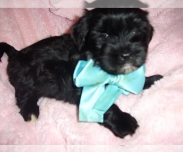 Medium Photo #2 Shih Tzu Puppy For Sale in JACKSON, MS, USA