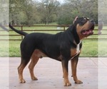 Small Photo #1 American Bully Puppy For Sale in COLUMBIA, MO, USA