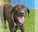 Small #3 German Shorthaired Lab