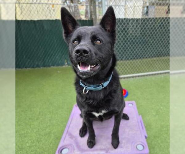 Medium Photo #3 German Shepherd Dog-Unknown Mix Puppy For Sale in Camarillo, CA, USA