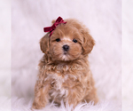 Small Photo #63 Maltipoo (Miniature) Puppy For Sale in WARSAW, IN, USA