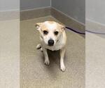 Small Chihuahua Mix