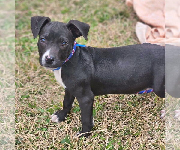 Medium Photo #6 Boston Huahua Puppy For Sale in Wakefield, RI, USA
