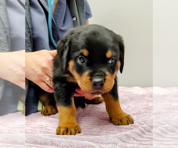 Medium Photo #10 Rottweiler Puppy For Sale in ESTILL SPRINGS, TN, USA