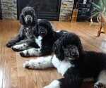 Small Photo #5 Poodle (Standard) Puppy For Sale in PRIOR LAKE, MN, USA