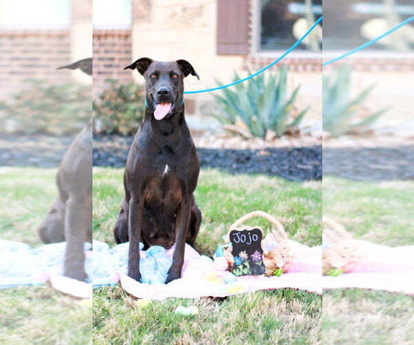 Medium Photo #5 Doberman Pinscher-Unknown Mix Puppy For Sale in Bullard, TX, USA