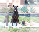 Small #4 Doberman Pinscher Mix