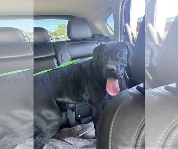 Medium Photo #6 Mutt Puppy For Sale in Goodyear, AZ, USA