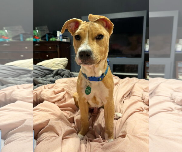 Medium Photo #7 American Pit Bull Terrier-Catahoula Leopard Dog Mix Puppy For Sale in St. Louis Park, MN, USA