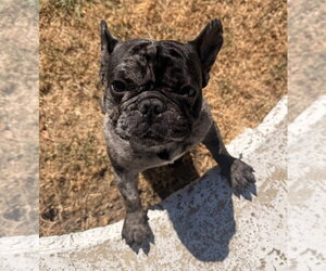 French Bulldog Dogs for adoption in OKLAHOMA CITY, OK, USA