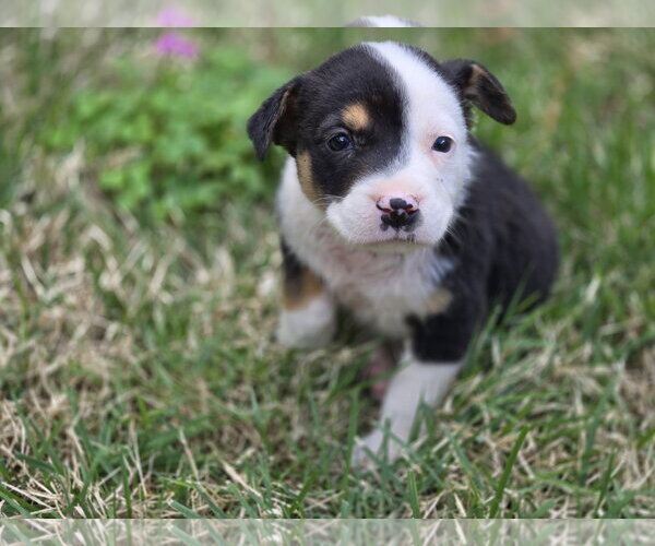 Medium Photo #6 Labrador Retriever-Unknown Mix Puppy For Sale in The Woodlands, TX, USA