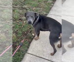 Small #31 Labrador Retriever Mix