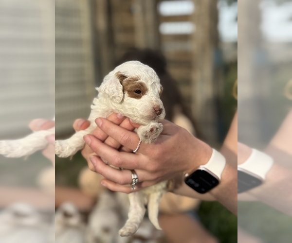Medium Photo #27 Goldendoodle (Miniature) Puppy For Sale in FREDERICA, DE, USA