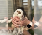 Small Photo #27 Goldendoodle (Miniature) Puppy For Sale in FREDERICA, DE, USA