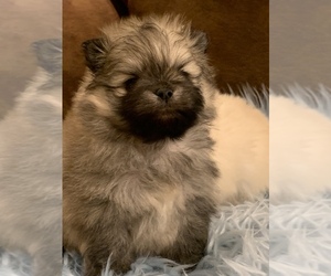 Pomeranian Puppy for sale in EVANSVILLE, IN, USA