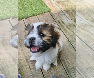 Cava-Tzu Puppy for Sale in KEWAUNEE, Wisconsin USA