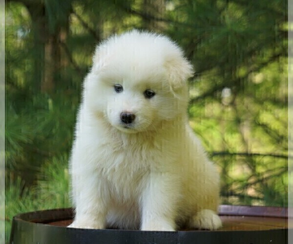 Medium Photo #2 Samoyed Puppy For Sale in FREDERICKSBURG, OH, USA