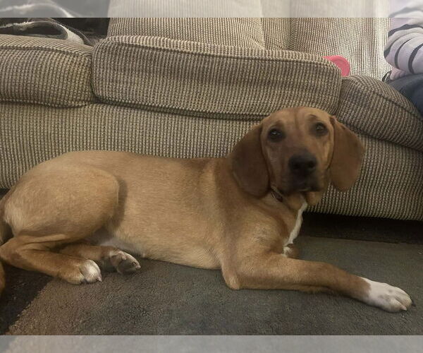 Medium Photo #1 Feist Terrier-Redbone Coonhound Mix Puppy For Sale in Springdale, PA, USA