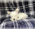 Small #5 West Highland White Terrier