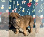 Small #4 German Shepherd Dog Mix
