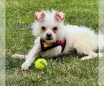 Small #5 Maltese Mix