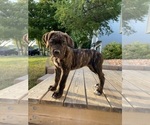 Small Photo #1 Cane Corso Puppy For Sale in MAYVILLE, WI, USA