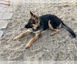 Small Photo #4 German Shepherd Dog Puppy For Sale in FARIBAULT, MN, USA