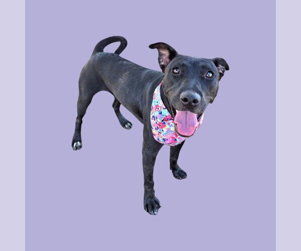Medium Photo #1 Mutt Puppy For Sale in Bakersfield, CA, USA