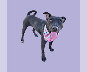 Mutt Dogs for adoption in Bakersfield, CA, USA