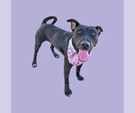 Small Mutt