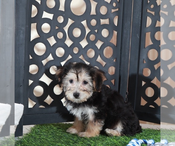Medium Photo #4 Yo-Chon Puppy For Sale in MOUNT VERNON, OH, USA
