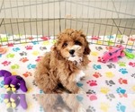 Small #2 Cock-A-Poo-Poodle (Miniature) Mix