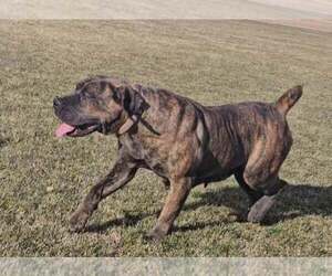 Mother of the Boerboel puppies born on 07/21/2023