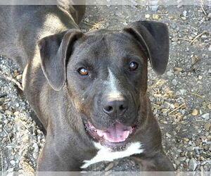 Unknown-Weimaraner Mix Dogs for adoption in Anniston, AL, USA