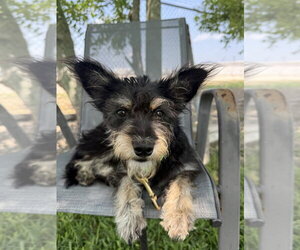 Mutt Dogs for adoption in San Leon, TX, USA