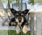 Small Mutt