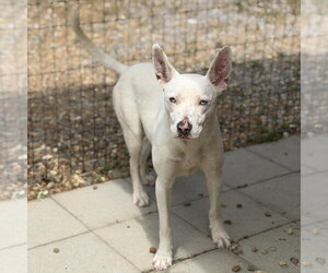 Sugar  Lower Fee! - Female Mutt Dog for Adoption - Photo #4