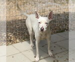 Small #3 Mutt