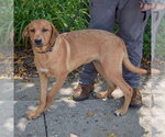 Small #1 Golden Labrador